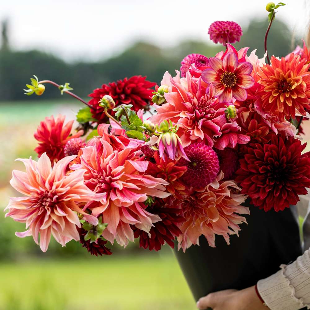 Dahliamix 'Love Charm'